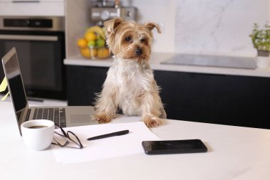 Ev konseptiyle çalışan dizüstü bilgisayarlı şirin bir köpek yavrusunun yakın plan fotoğrafı.