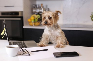 Ev konseptiyle çalışan dizüstü bilgisayarlı şirin bir köpek yavrusunun yakın plan fotoğrafı.