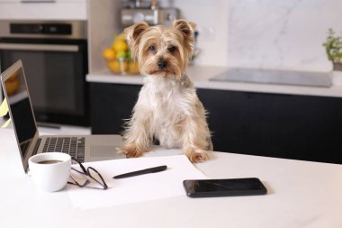 Ev konseptiyle çalışan dizüstü bilgisayarlı şirin bir köpek yavrusunun yakın plan fotoğrafı.