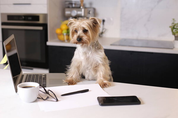 close-up shot of cute little puppy with laptop, working from home concept