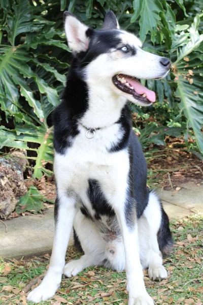 公園でかわいいハスキー犬のクローズアップ肖像画 — ストック写真