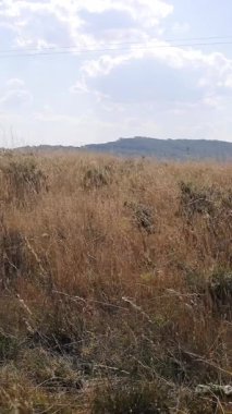 Sonbaharda dağların manzarasından bir manzara. 