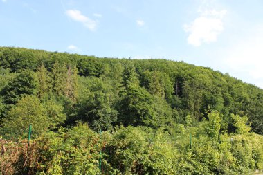 Canlı yeşil bir yamaçta güneş ışığıyla yıkanmış çeşitli ağaçlar ve bitkiler bulunur. Açık gökyüzü bu güzel kırsal ortamın huzurlu atmosferini arttırıyor..