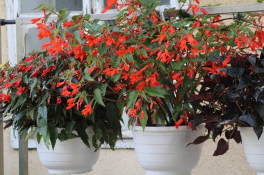 Colorful orange begonias in white pots flourish on a balcony, adding charm and vibrancy to the space during a clear afternoon. clipart