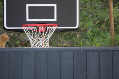 Oyuncak turuncu bir kedi sessizce bir çıkıntıda oturur, yemyeşil yemyeşil çevrili bir basketbol potasına bakar, huzurlu bir atmosfer yaratır..