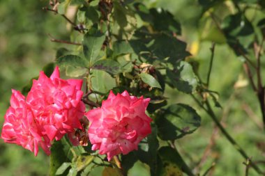 Canlı pembe güller çiçeklerini bahçedeki yemyeşil yeşil ortamda sergiliyor güneşli bir günde dingin ve renkli bir atmosfer yaratıyor..