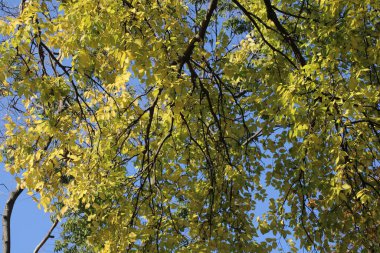 A vibrant canopy of yellow leaves stretches across the sky, creating a stunning display of autumn colors against a bright blue backdrop in a tranquil setting. clipart