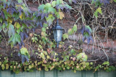 A vintage lantern hangs partially hidden among lush green ivy and twisting vines on a weathered brick wall, creating a charming garden atmosphere during the day. clipart