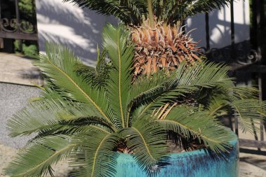 Two healthy cycad plants thrive in bright blue pots, showcasing their rich green fronds and textured trunks under the warm sunlight in a peaceful garden environment. clipart