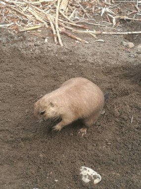 A prairie dog is actively digging in the soil of its burrow, searching for food in the early morning light at its natural habitat. clipart