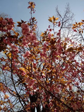 A cherry blossom tree bursts with pink flowers and new leaves under a clear blue sky. The scene captures the beauty and vibrancy of spring in nature. clipart