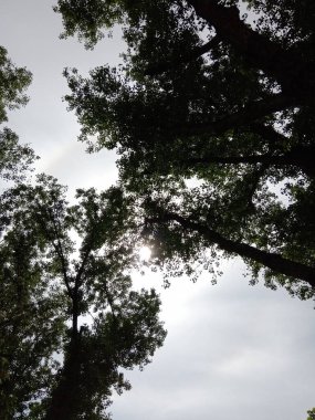 Uzun ağaçlar yukarıya doğru uzanır. Yumuşak güneş ışığı yaprakların arasından sızar. Ormanın bulutlu bir gününde sakin bir atmosfer yaratır..