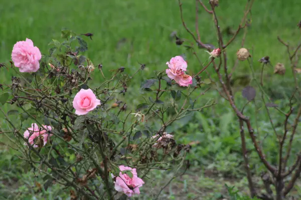 Canlı pembe güllerle süslenmiş bir çalı yeşil bir bahçede serpilmiş, narin güneş ışığı altında açan çiçekler gibi baharın güzelliğini somutlaştırıyor..