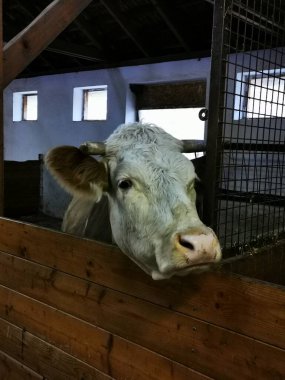 The white cow leans its head over the wooden railing of the barn stall, showcasing its curiosity while enjoying a sunny afternoon on the farm. clipart