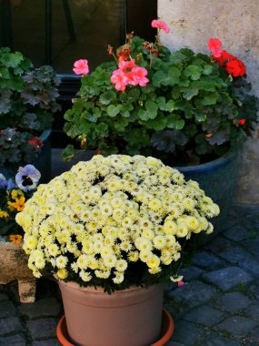 A collection of vibrant flower pots showcases a lush arrangement of yellow chrysanthemums and bright geraniums. The serene garden ambiance enhances the beauty of the blooms. clipart