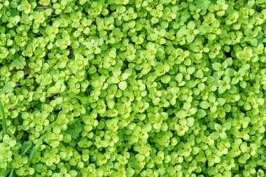 Yoğun bir halının içinde büyüyen yuvarlak yeşil yapraklı otlar.