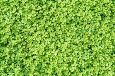 Yoğun bir halının içinde büyüyen yuvarlak yeşil yapraklı otlar.