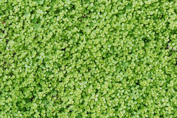 Trawa Okrągłymi Zielonymi Liśćmi Rosnącymi Gęstym Dywanie Zbliżenie — Zdjęcie stockowe