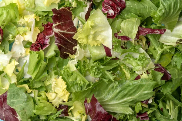 stock image Salad mix leaves background. Fresh Salad Pattern with rucola, purple lettuce, spinach, frisee and chard leaf