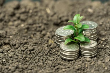 Toprakta yeşil yapraklı ve ağaçlı para büyümesi kavramı, iş ve tarım başarısı finansmanı. Tarım bitkisi yetiştirme Bahçede adım kavramı