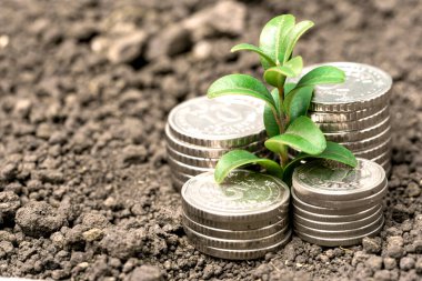 Toprakta yeşil yapraklı ve ağaçlı para büyümesi kavramı, iş ve tarım başarısı finansmanı. Tarım bitkisi yetiştirme Bahçede adım kavramı