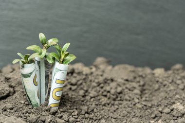 Toprakta yeşil yapraklı ve ağaçlı para büyümesi kavramı, iş ve tarım başarısı finansmanı. Tarım bitkisi yetiştirme Bahçede adım kavramı