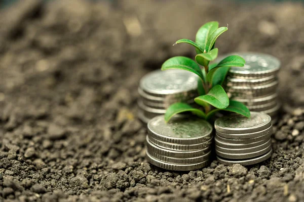 Pengar Tillväxt Marken Med Gröna Blad Och Träd Koncept Företag — Stockfoto