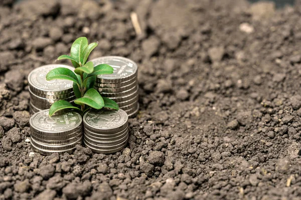Crescimento Dinheiro Solo Com Conceito Folhas Verdes Árvores Negócios Finanças — Fotografia de Stock