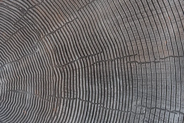 Елементи Декоративної Штукатурки Текстурою Дерева Дерев Яне Імітаційне Покриття Стін — стокове фото