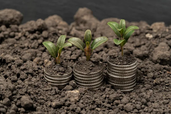Ανάπτυξη Του Χρήματος Στο Έδαφος Πράσινα Φύλλα Και Δέντρα Έννοια — Φωτογραφία Αρχείου