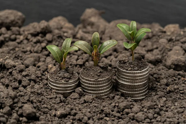 Crescimento Dinheiro Solo Com Conceito Folhas Verdes Árvores Negócios Finanças — Fotografia de Stock