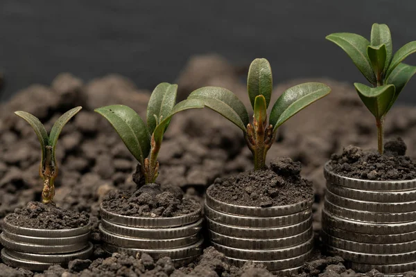 Geldvermehrung Boden Mit Grünen Blättern Und Bäumen Geschäfts Und Landwirtschaftliche — Stockfoto