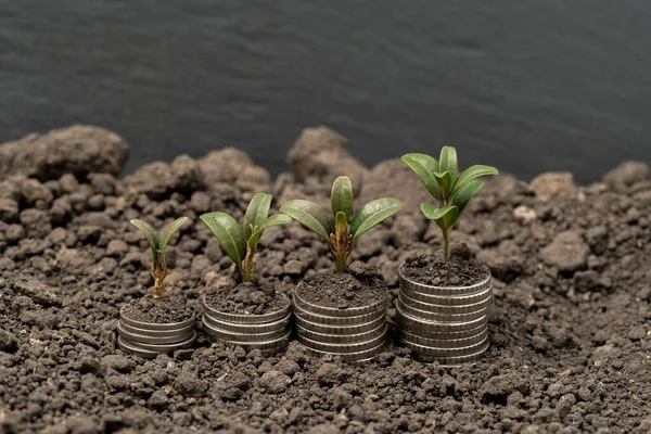 stock image Money growth in soil with green leaves and trees concept, business and farming success finance. Agriculture plant seeding growing step concept in garden