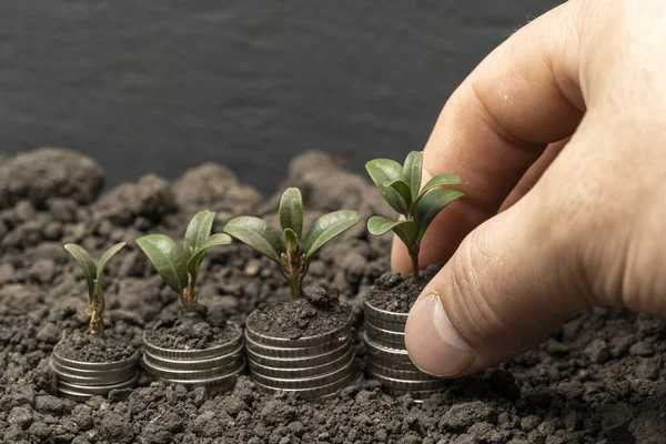 緑の葉や木の概念 ビジネスや農業の成功資金と土壌中のお金の成長 庭で成長段階の概念を播種する農業植物 — ストック写真