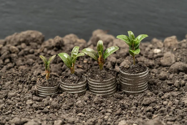 以绿叶和绿树概念 商业和农业成功融资的土壤中的货币增长 园艺中的农业植物种子生长阶跃概念 — 图库照片