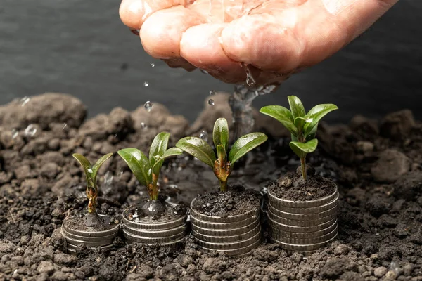 Růst Peněz Půdě Koncepcí Zelených Listů Stromů Podnikání Zemědělství Financování — Stock fotografie