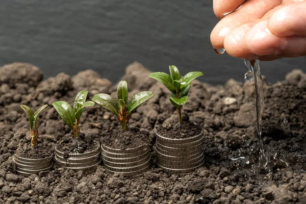 Зростання Грошей Ґрунті Концепцією Зеленого Листя Дерев Фінансами Успіху Бізнесу — стокове фото