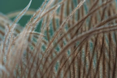 Tüyün detaylarını gösteren bir devekuşu tüyü. Makro çekim