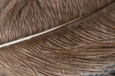 Tüyün detaylarını gösteren bir devekuşu tüyü. Makro çekim