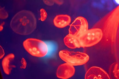 Okyanusta yüzen denizanaları, ışık suyun içinden geçer ve hacimli bir ışın etkisi yaratır. Tehlikeli mavi denizanası.