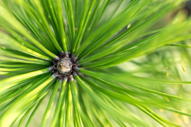 Ladin Ormanı Doğa Alanı 'nın dalları. Noel arkaplan sembolü, iğneli yeşil bir bayram ağacı. Alçak alan derinliği