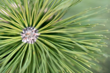 Ladin Ormanı Doğa Alanı 'nın dalları. Noel arkaplan sembolü, iğneli yeşil bir bayram ağacı. Alçak alan derinliği