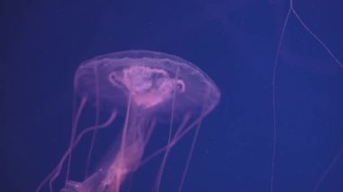 Okyanusta yüzen denizanaları, ışık suyun içinden geçer ve hacimli bir ışın etkisi yaratır. Tehlikeli mavi denizanası.