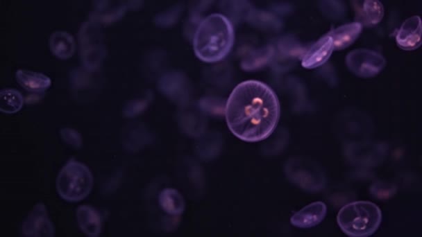 Meduza Unosząca Się Oceanie Morzu Światło Przechodzi Przez Wodę Tworząc — Wideo stockowe