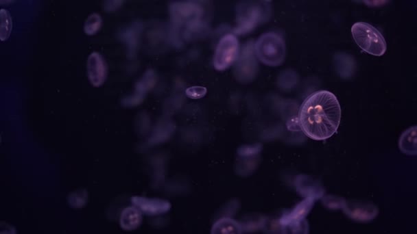 Okyanusta Yüzen Denizanaları Işık Suyun Içinden Geçer Hacimli Bir Işın — Stok video