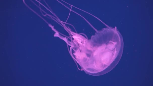 Medusas Flutuando Oceano Mar Luz Passa Pela Água Criando Efeito — Vídeo de Stock