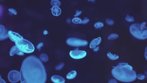 Jellyfish Floating Ocean Sea Light Passes Water Creating Volumetric Ray — Vídeos de Stock