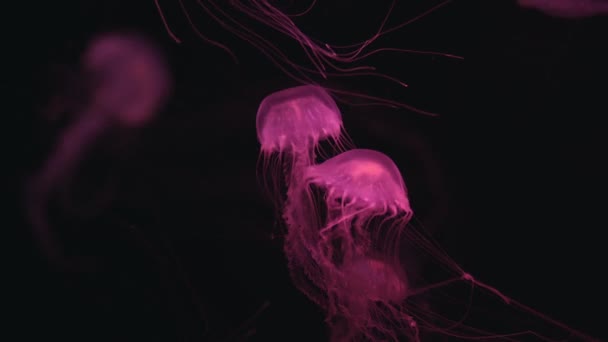 Jellyfish Floating Ocean Sea Light Passes Water Creating Volumetric Ray — Vídeos de Stock