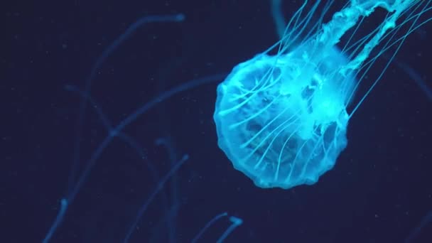 Jellyfish Floating Ocean Sea Light Passes Water Creating Volumetric Ray — Stock Video