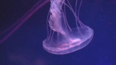 Okyanusta yüzen denizanaları, ışık suyun içinden geçer ve hacimli bir ışın etkisi yaratır. Tehlikeli mavi denizanası.